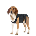 Back Brace For Dogs With IVDD