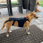 Back Brace For Dogs With IVDD