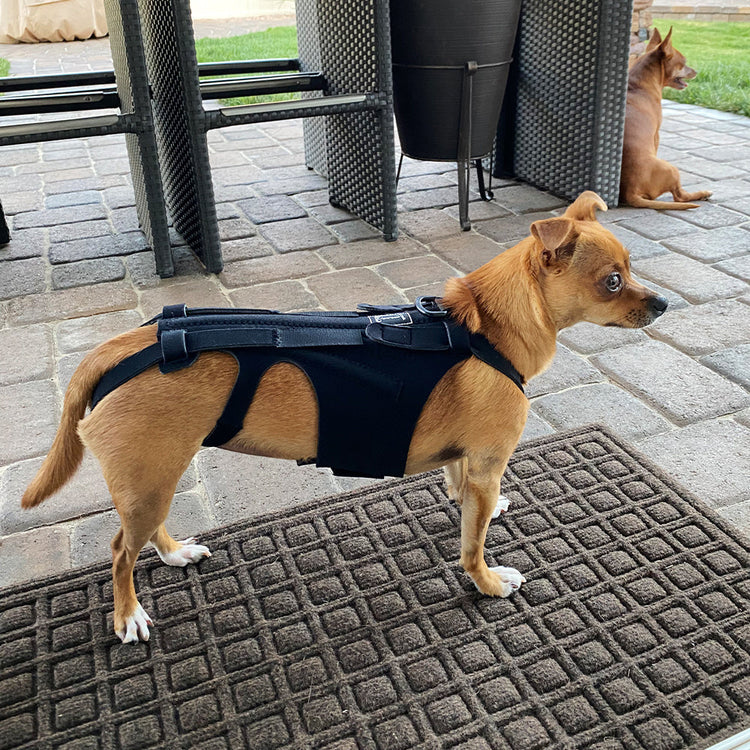 Back Brace For Dogs With IVDD