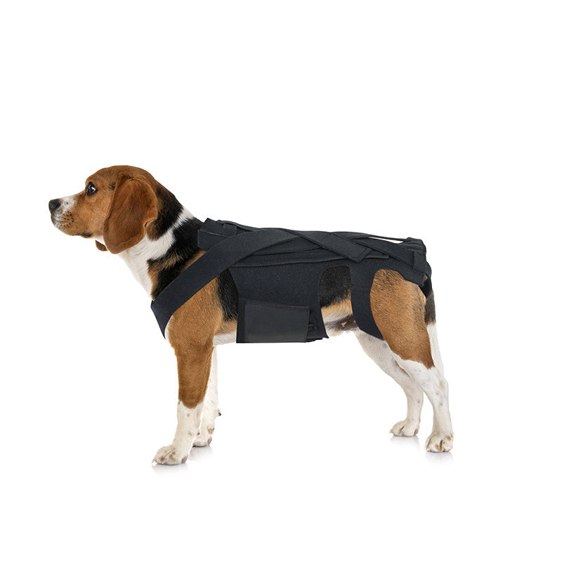 Back Brace For Dogs With IVDD